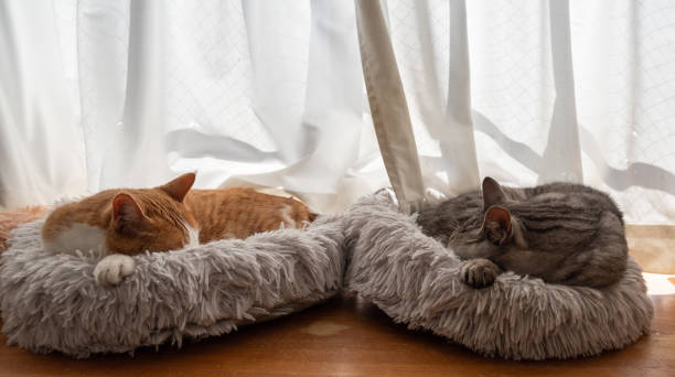 Supporting Nervous Cats With the Right Calming Bed