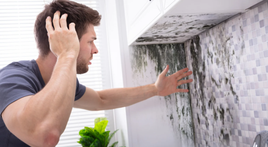 The Essential Benefits of Professional Mold Remediation