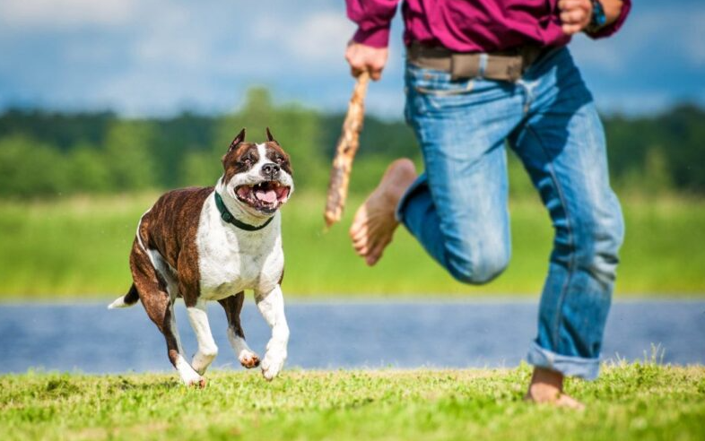 How A Dog Bite Attorney Develops A Powerful Claim?