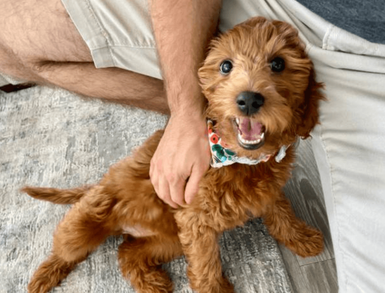 Goldendoodle Puppies for Sale: Socialized, Healthy, and Family Ready