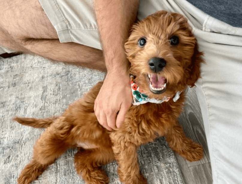Goldendoodle Puppies for Sale: Socialized, Healthy, and Family Ready